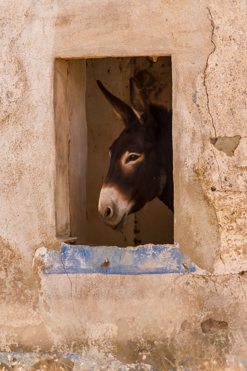 Donkey in window